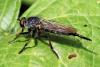 Neoitamus sp.